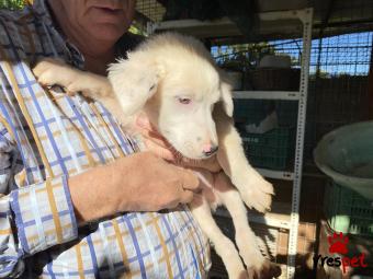 Ράτσα: Λαμπραντόρ - Labrador | Ηλικία: 3 μηνών | Φύλο: Αρσενικό | Αρ. Microchip: 00000000000000000000 | Περιοχή: Άργος Μυκήνες, Πελλοπόνησος